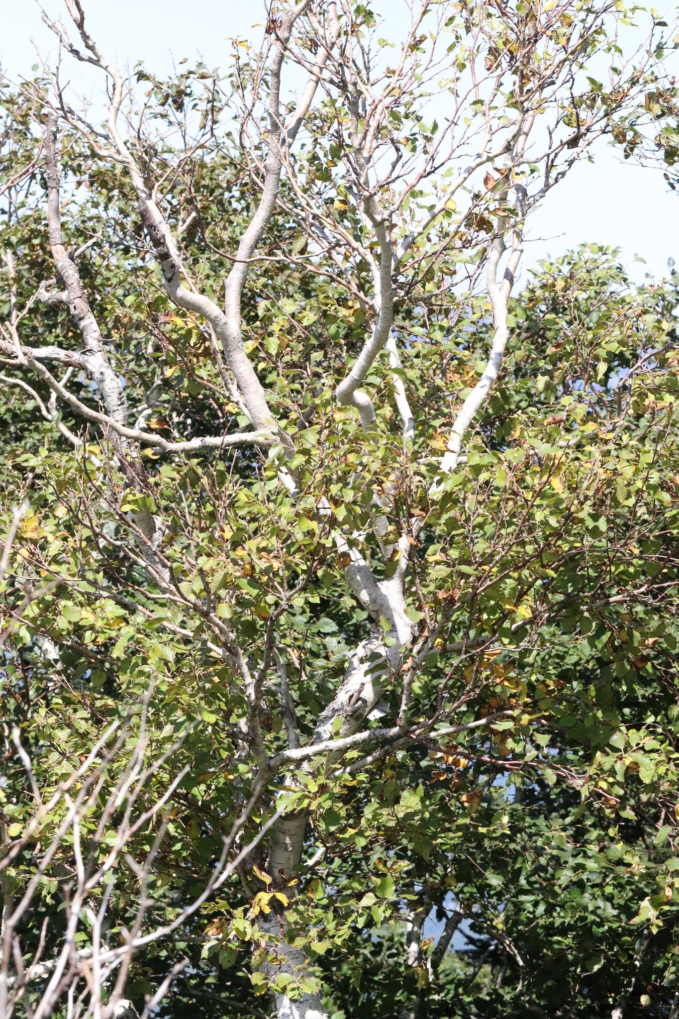 Берёза шерстистая (Betula ermanii var. lanata) в Приморском крае