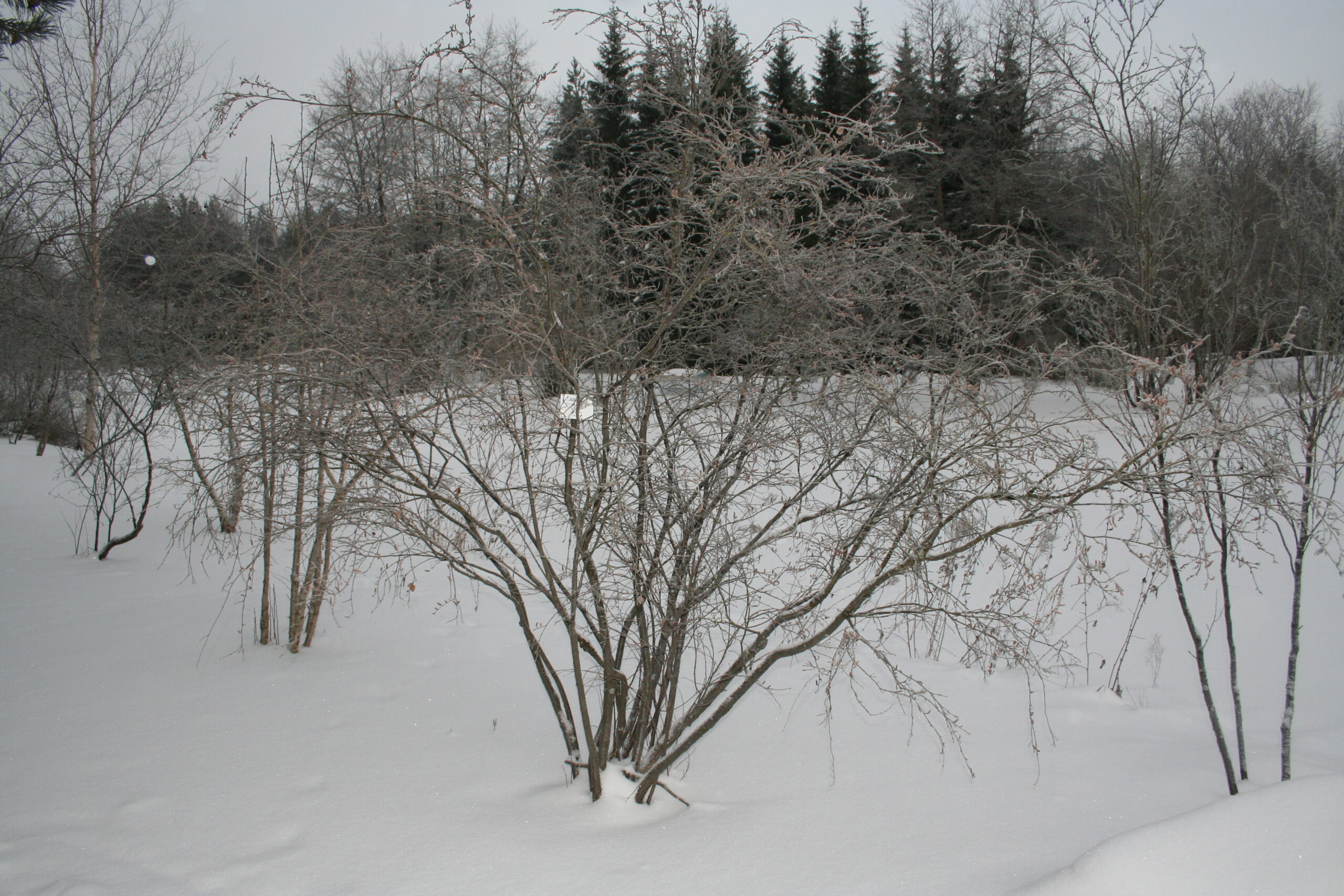 Берёза кустарниковая (Betula fruticosa) зимой