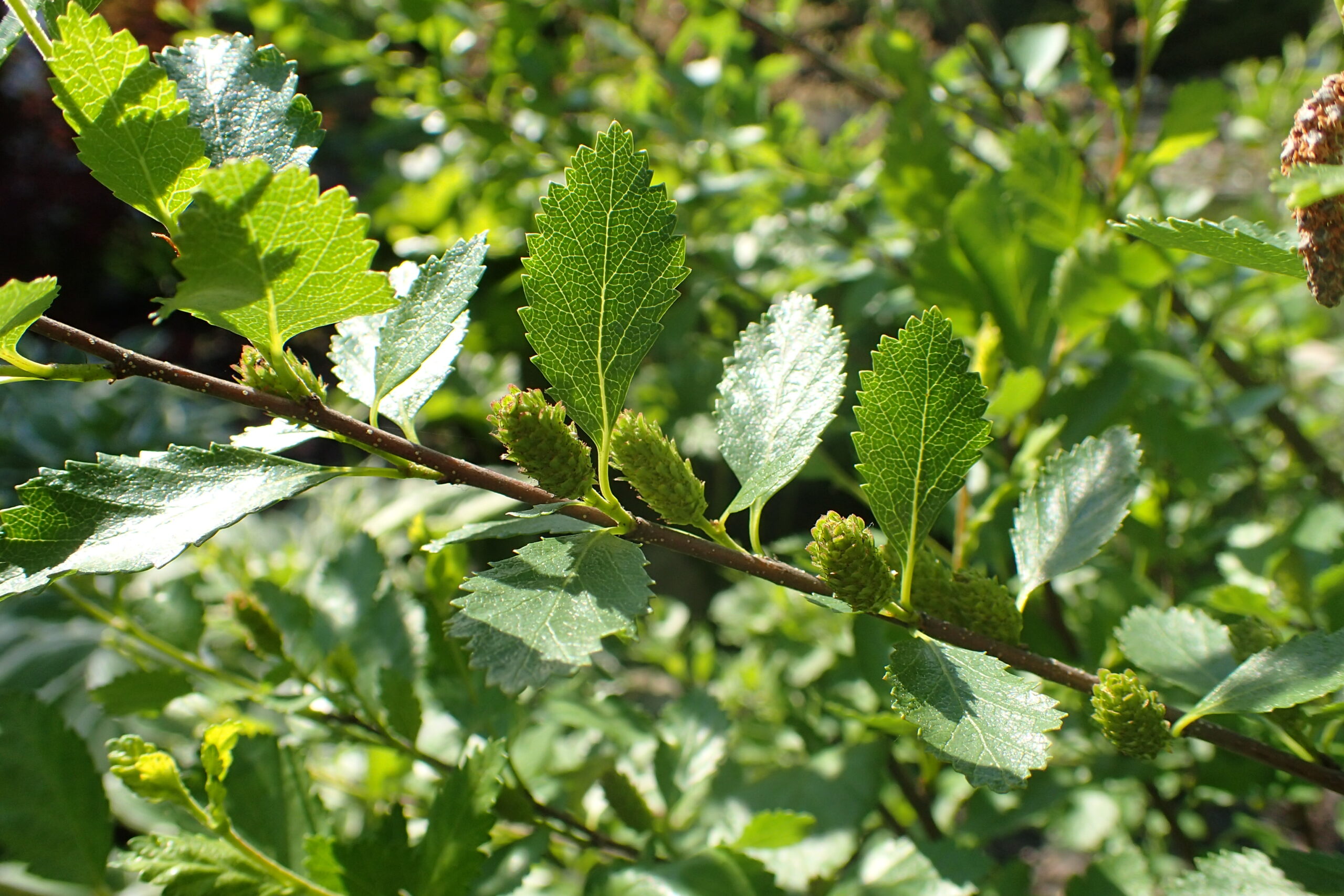 Берёза низкая (Betula humilis), общий вид кустарника