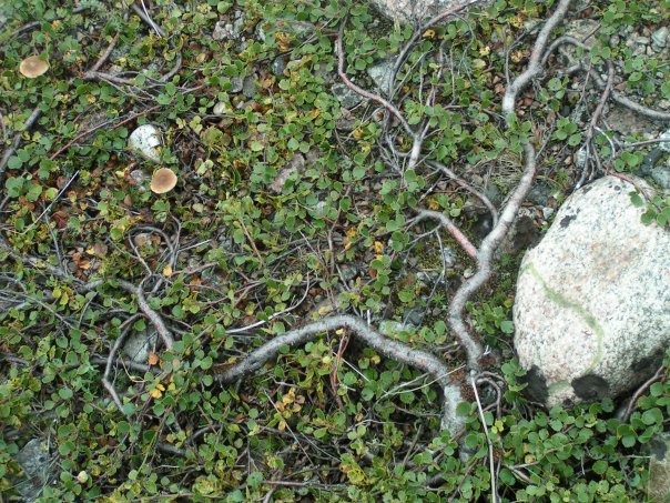 Берёза карликовая (Betula nana) на побережье Баренцева моря