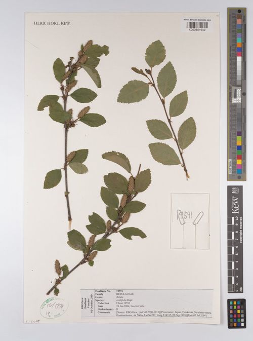 Берёза овальнолистная (Betula ovalifolia)