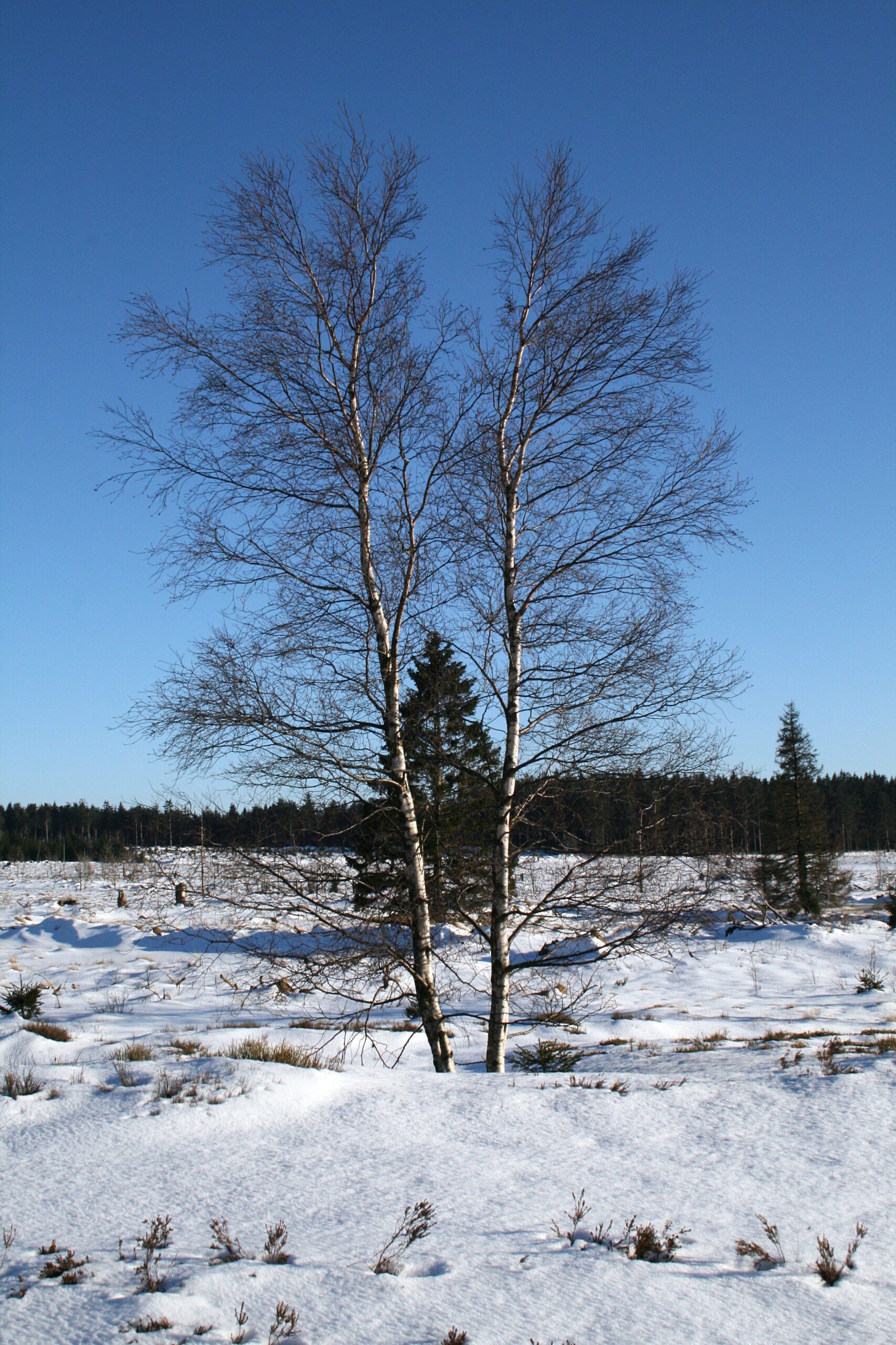 Берёза пушистая (Betula pubescens) в природной среде