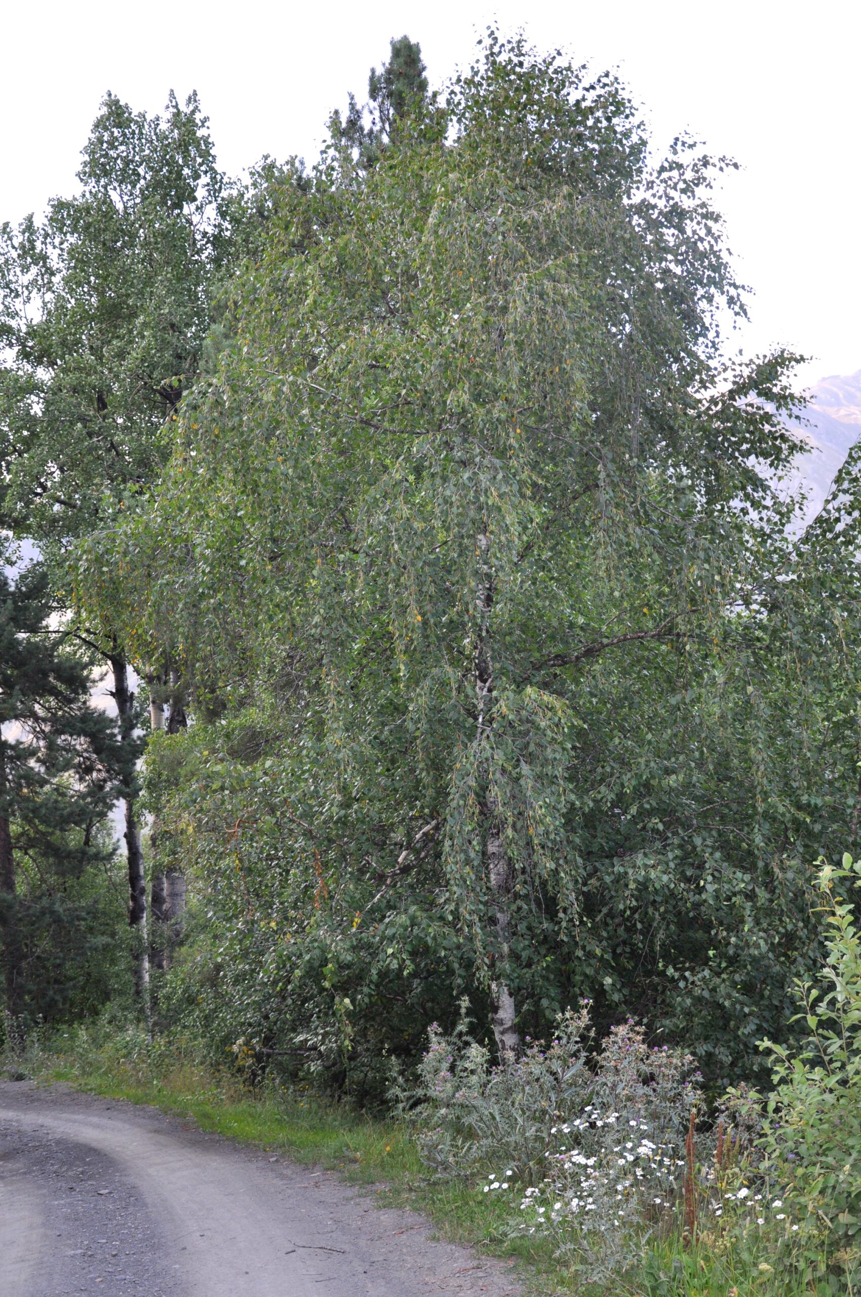 Берёза Радде (Betula raddeana) в горной местности Кавказа