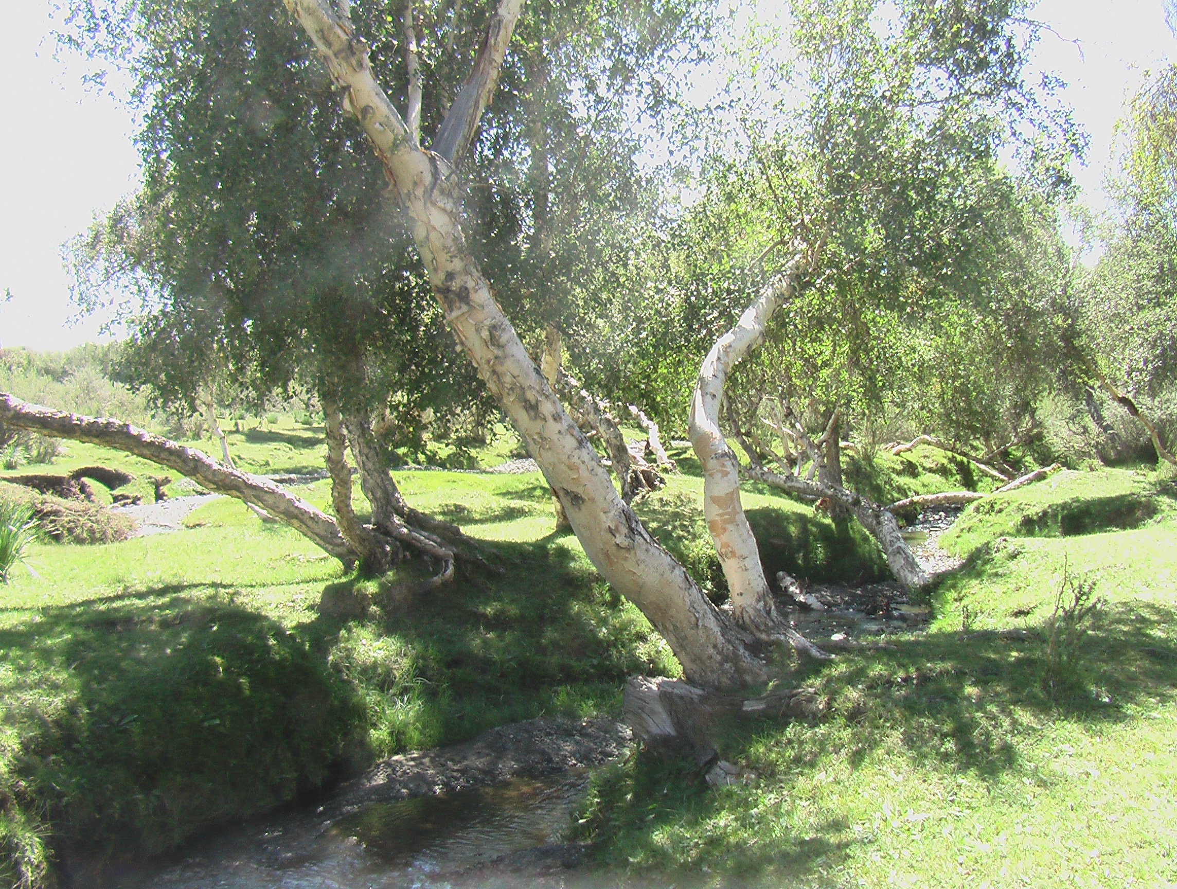 Берёза мелколистная (Betula microphylla) в Западной Монголии