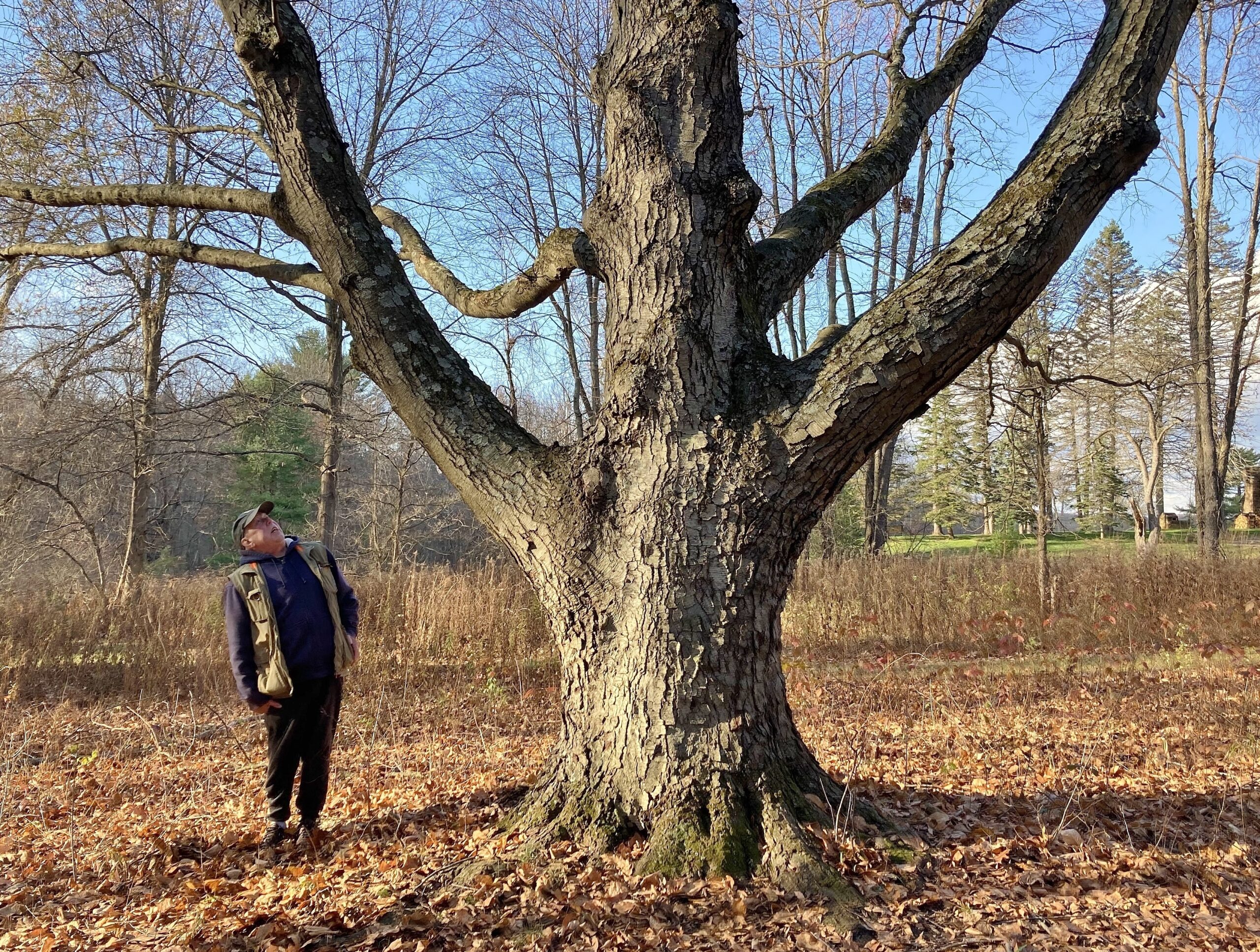 Берёза вишнёвая (Betula lenta), взрослое дерево