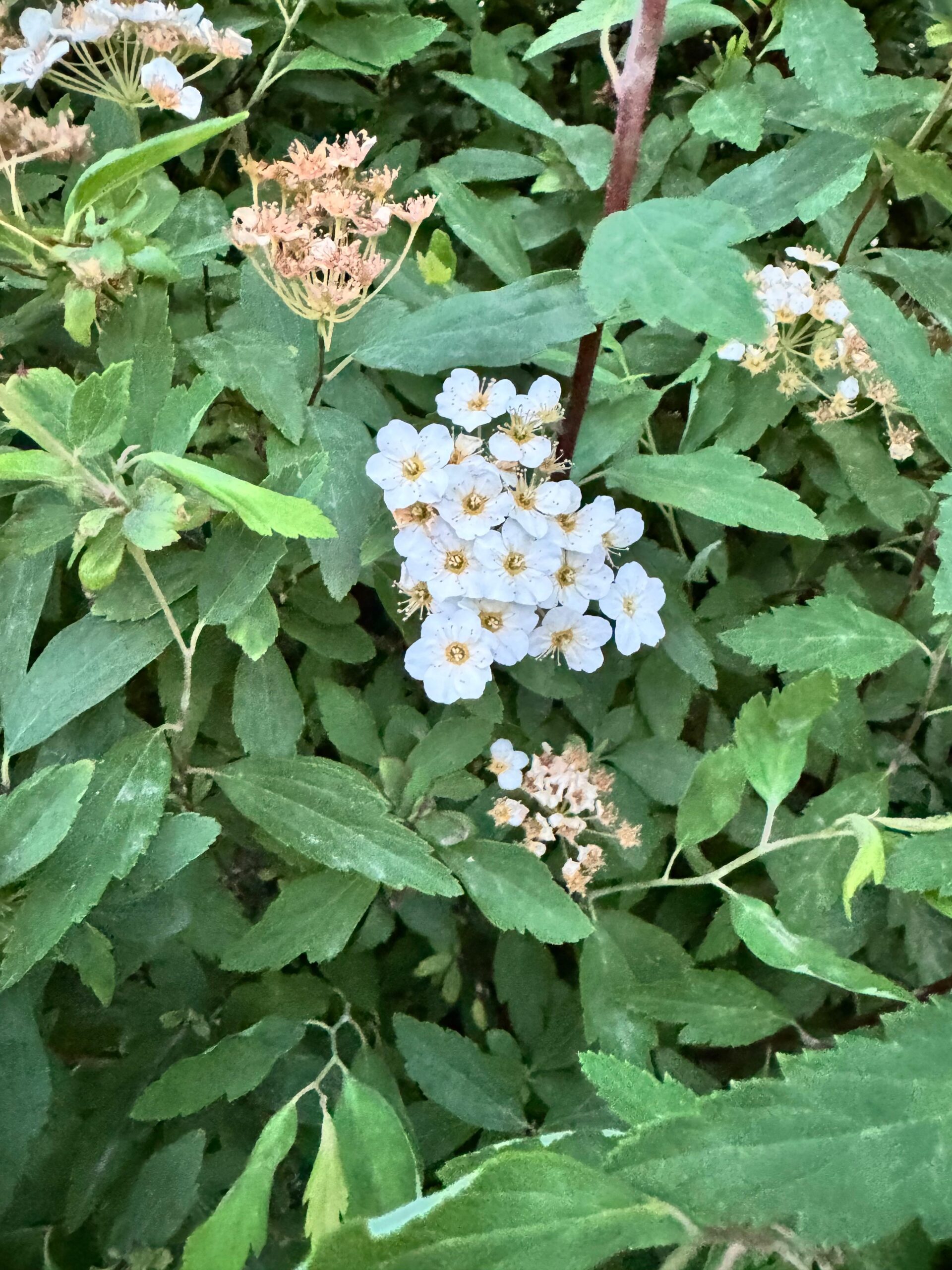 Боярышник кроваво-красный (Crataegus sanguinea), общий вид растения