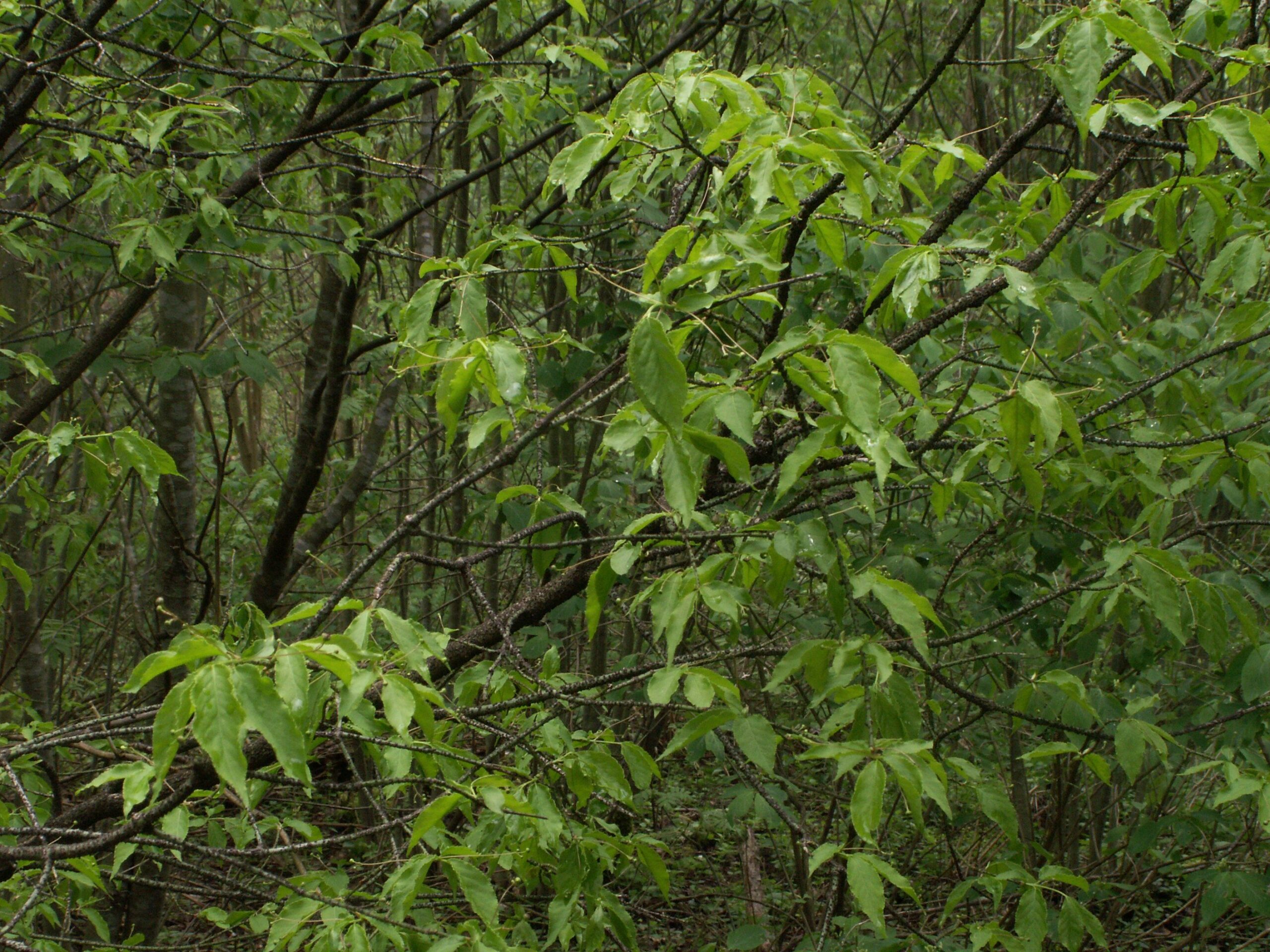 Бересклет бородавчатый (Euonymus verrucosus), общий вид кустарника