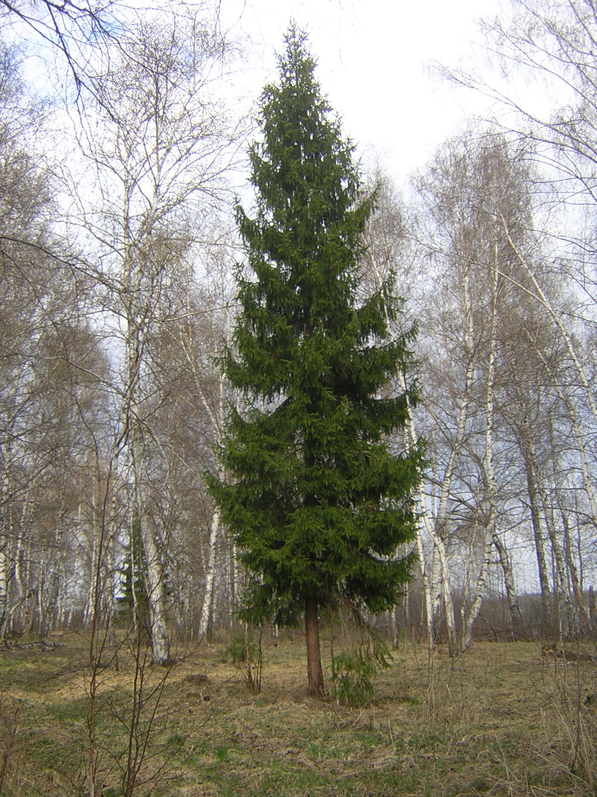 Ель обыкновенная (Picea abies), одиночное дерево в Ивановской области