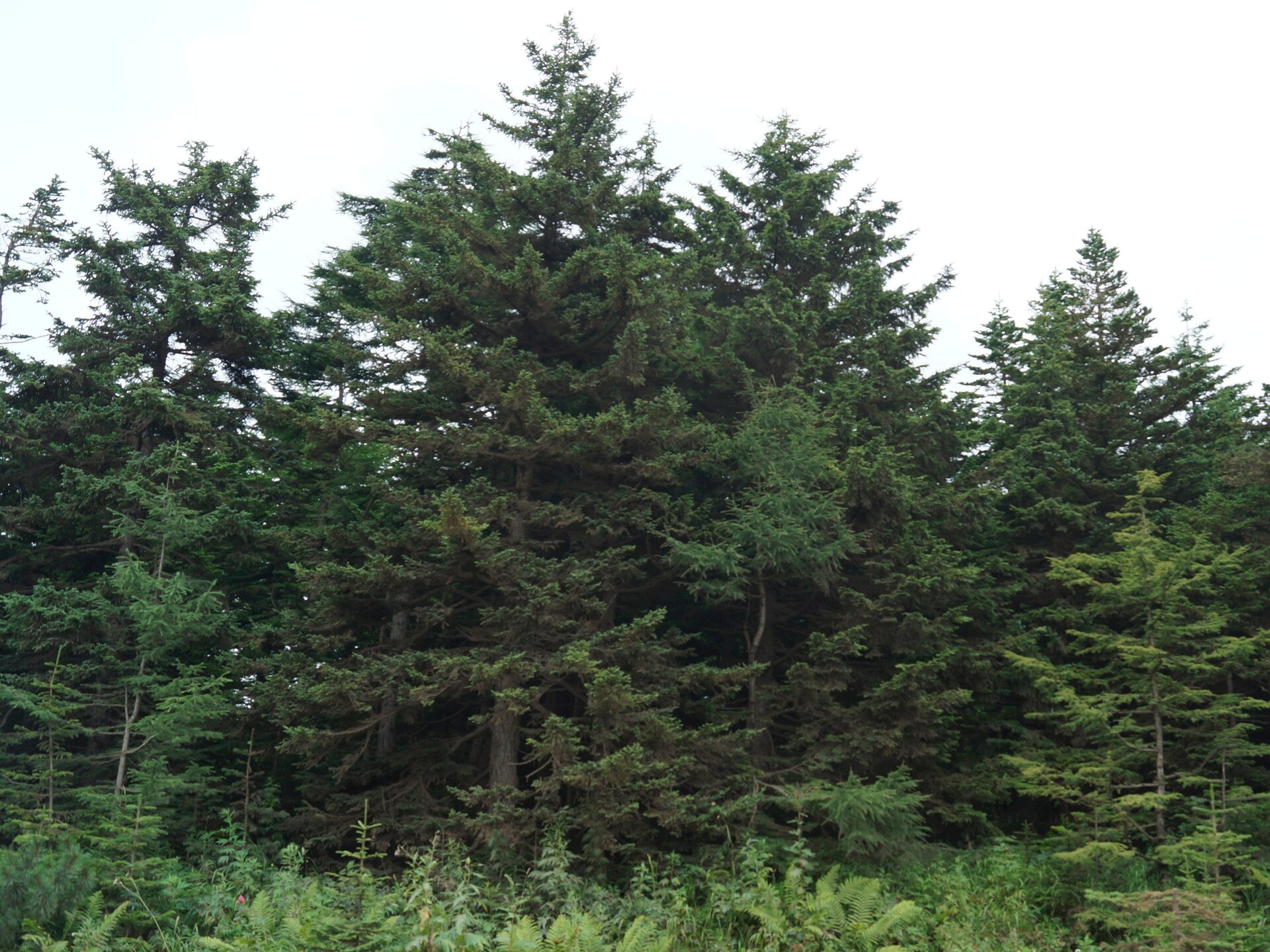 Ель Глена (Picea glehnii) на Сахалине