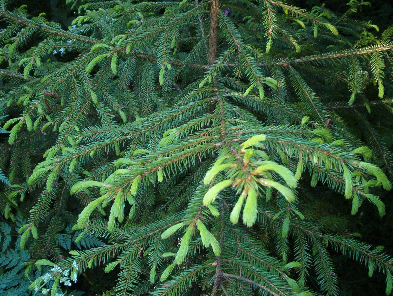 Молодая ель корейская (Picea koraiensis)