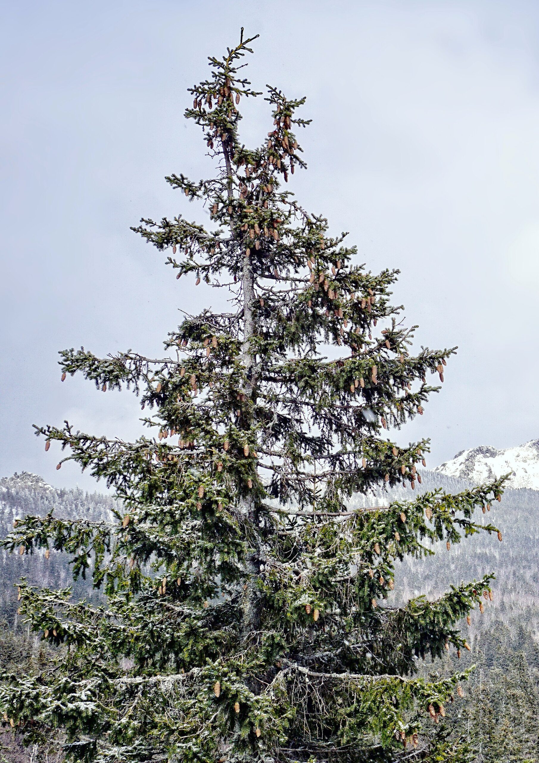 Ель сибирская (Picea obovata) в национальном парке Таганай