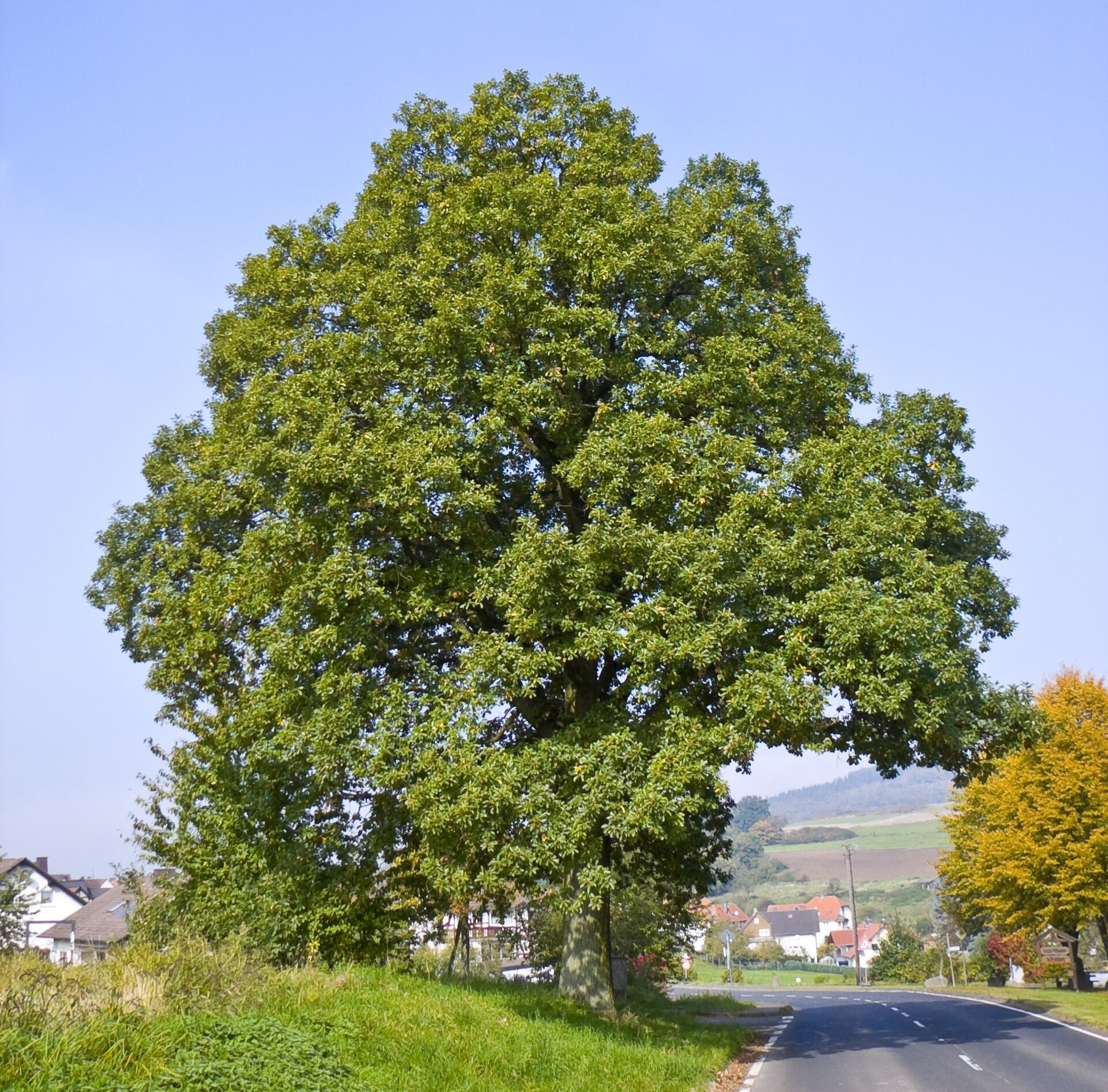 Дуб скальный (Quercus petraea), взрослое дерево
